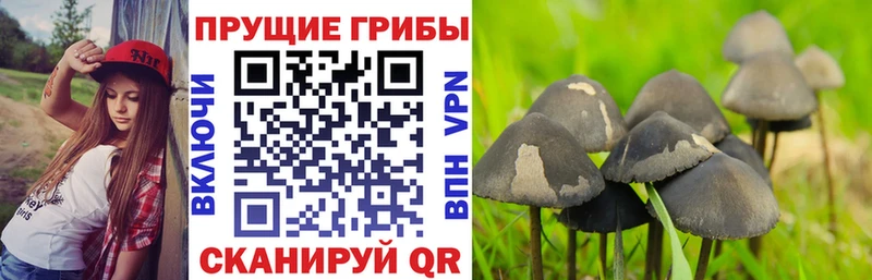 где найти наркотики  Моршанск  darknet наркотические препараты  Галлюциногенные грибы Cubensis  kraken вход 